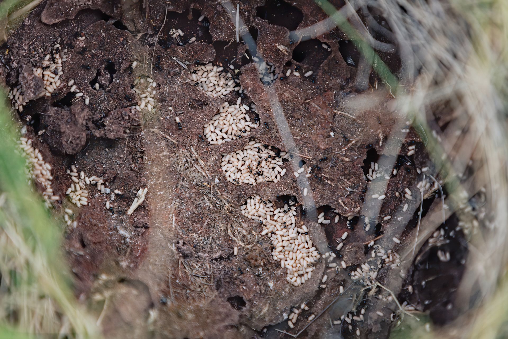 Does An Ant Colony Have A Queen At Nathan Ronk Blog Does An Ant Colony Have A Queen At Nathan Ronk Blog