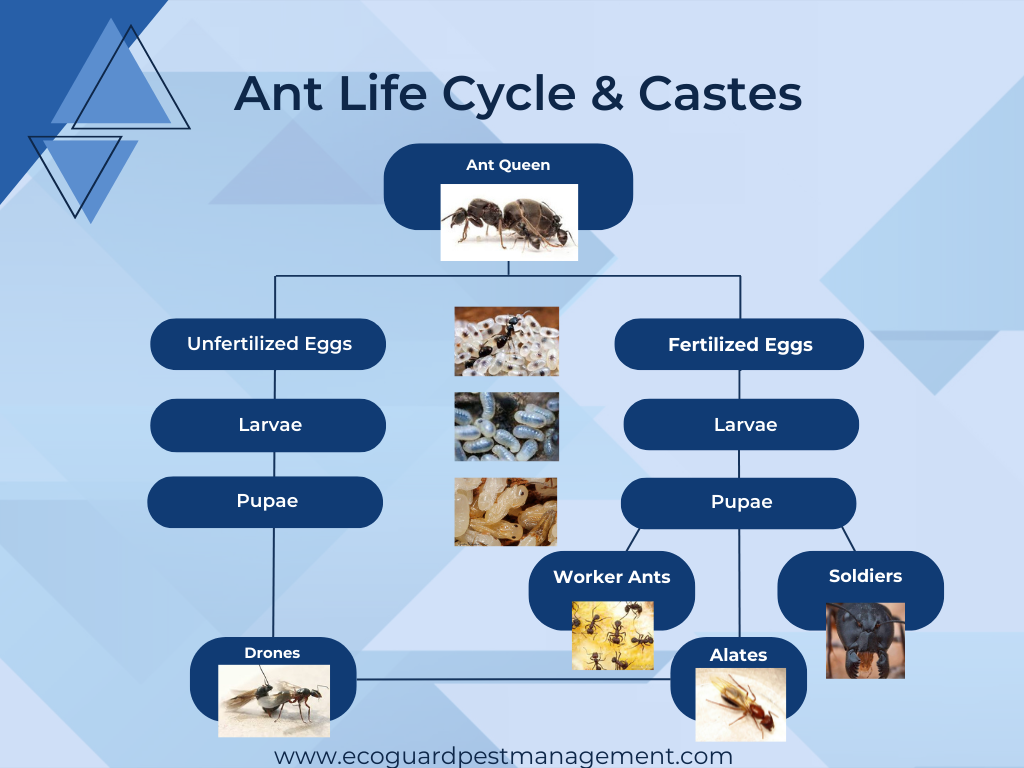 diagram that shows how ants develop through the different stages of their life cycle, from ant eggs to ant larvae to ant pupae then into the different ant castes.