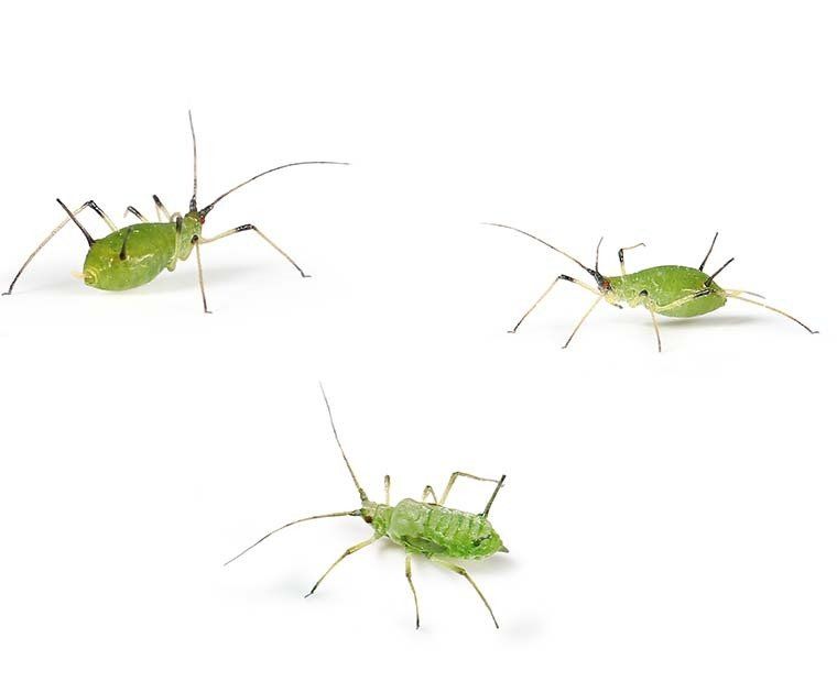 Aphid control
