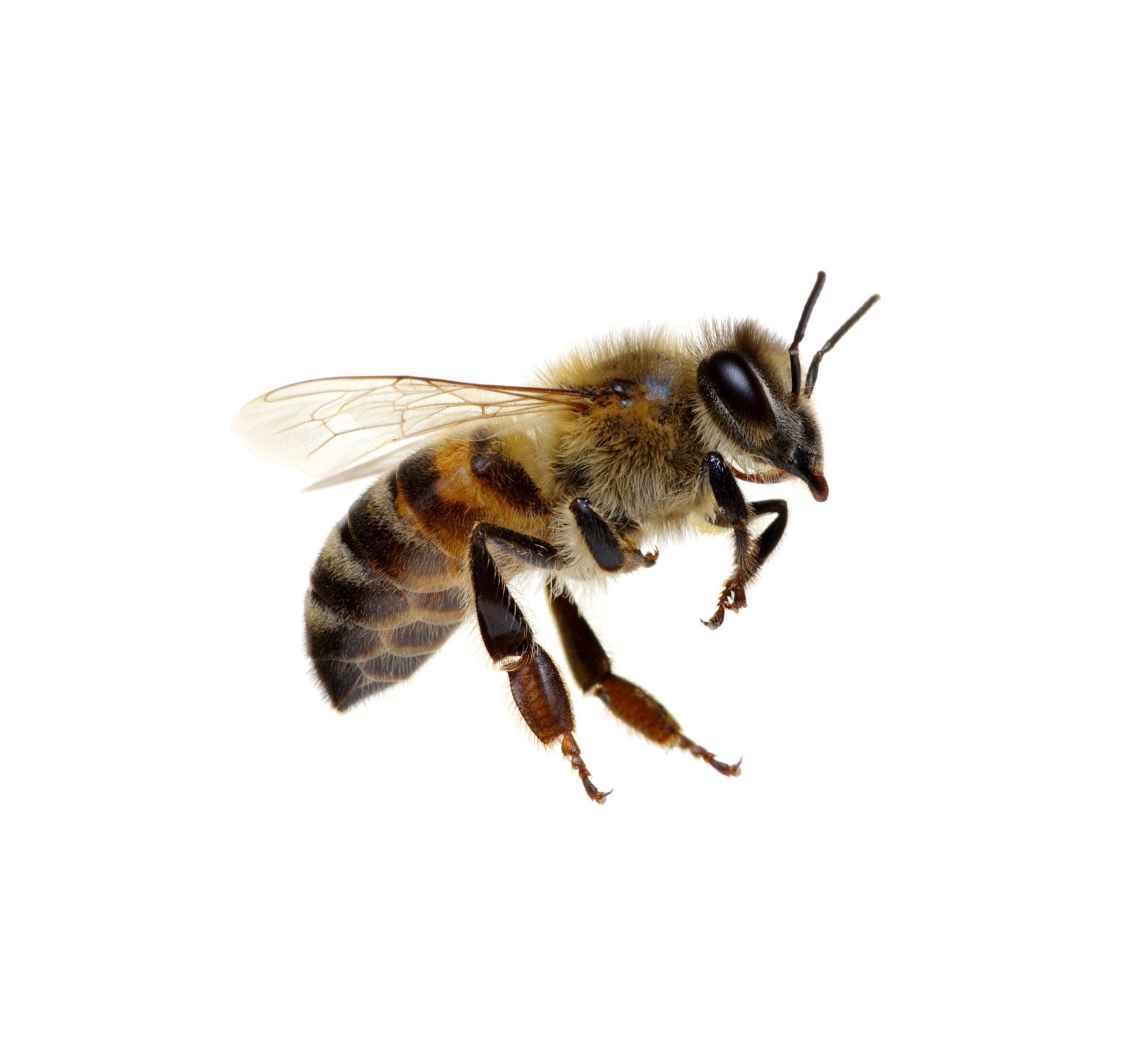 are bee endangered in US