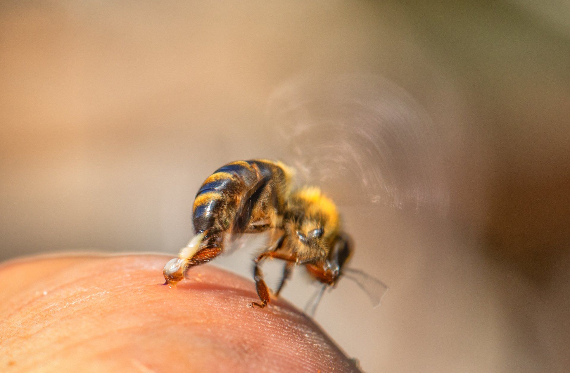 The Honey Bee: Our Friend in Danger