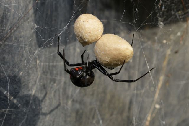 juvenile black widow spider