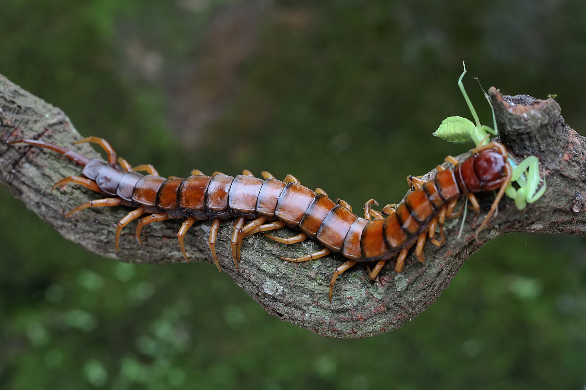 centipede feeding