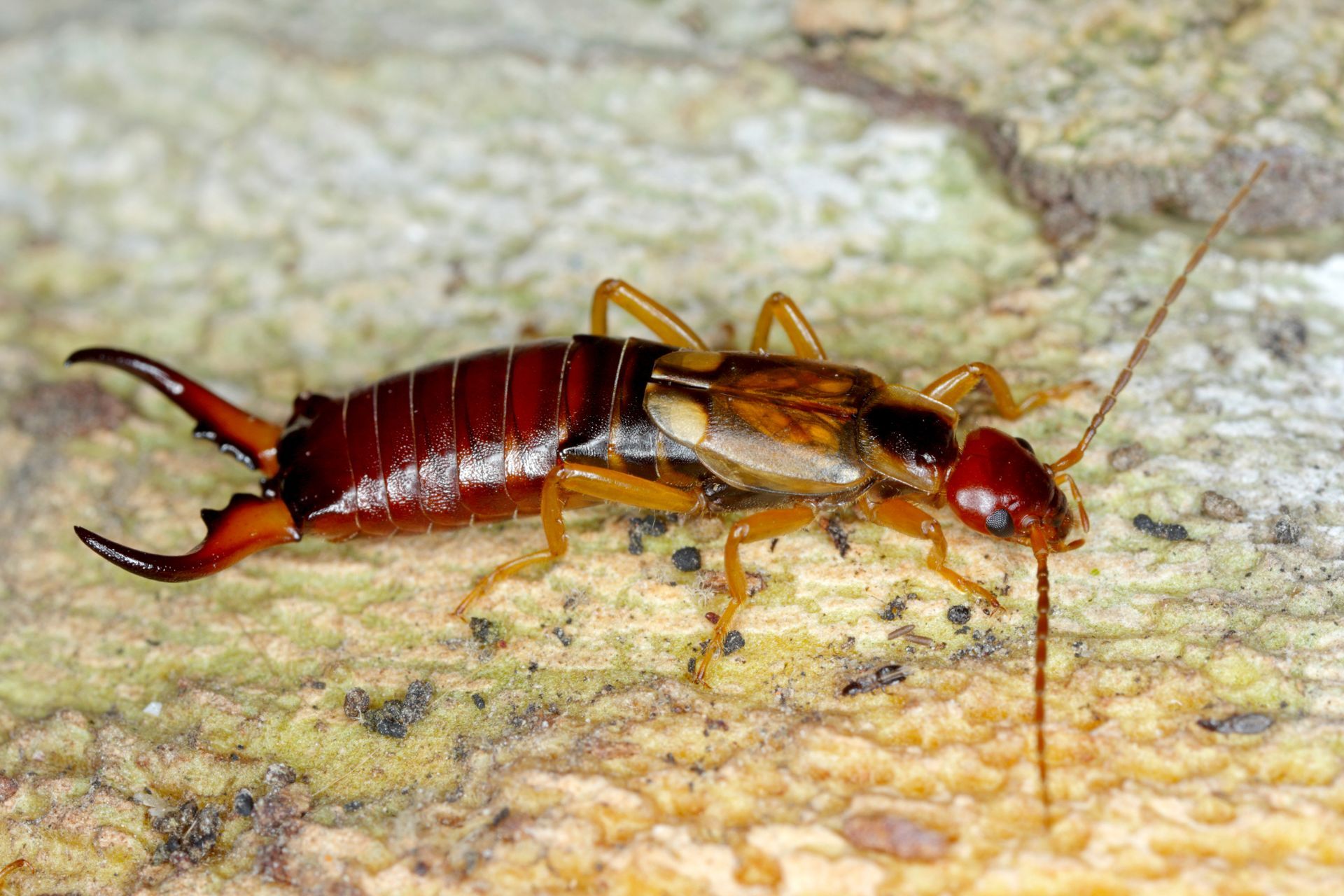 earwig