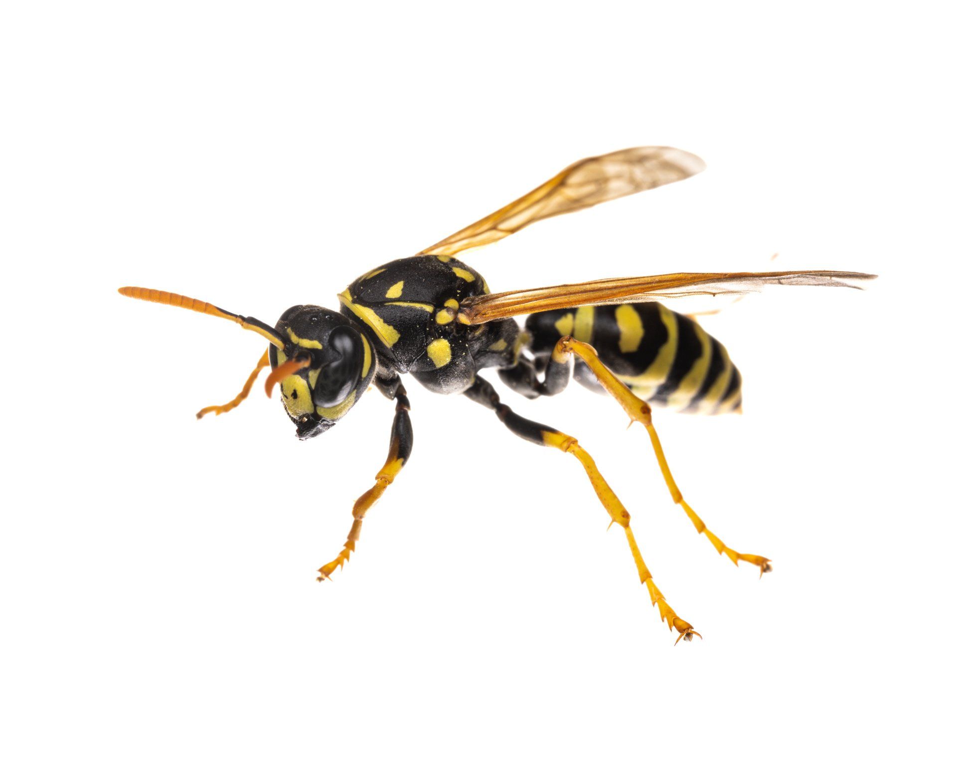 do wasps sting for no reason
