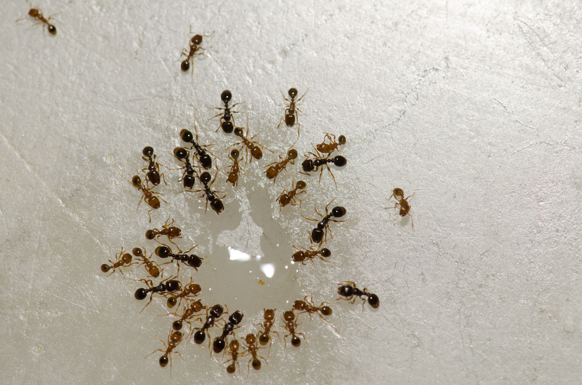 argentine ants drinking water