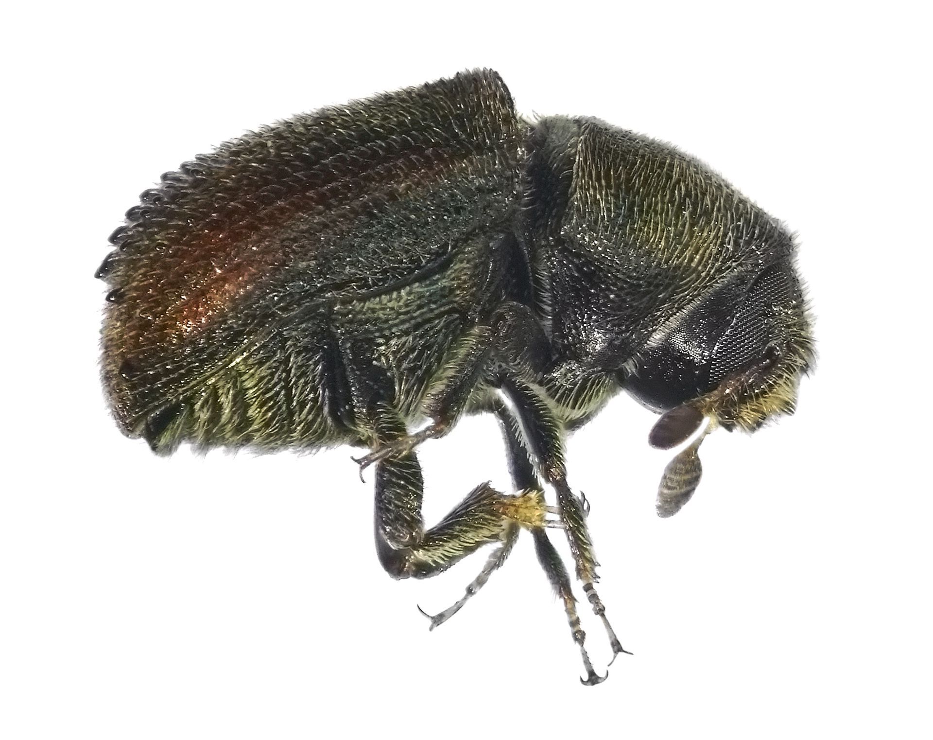 image of bark beetle