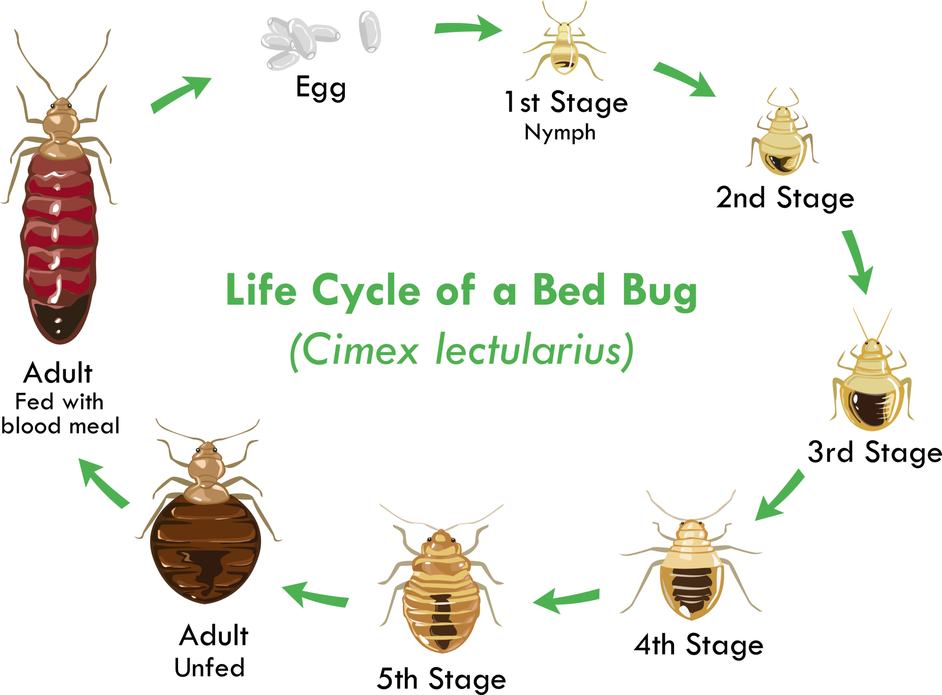What Are Bed Bugs Bed Bug Facts Information What Are Bed Bugs Bed Bug Facts Information