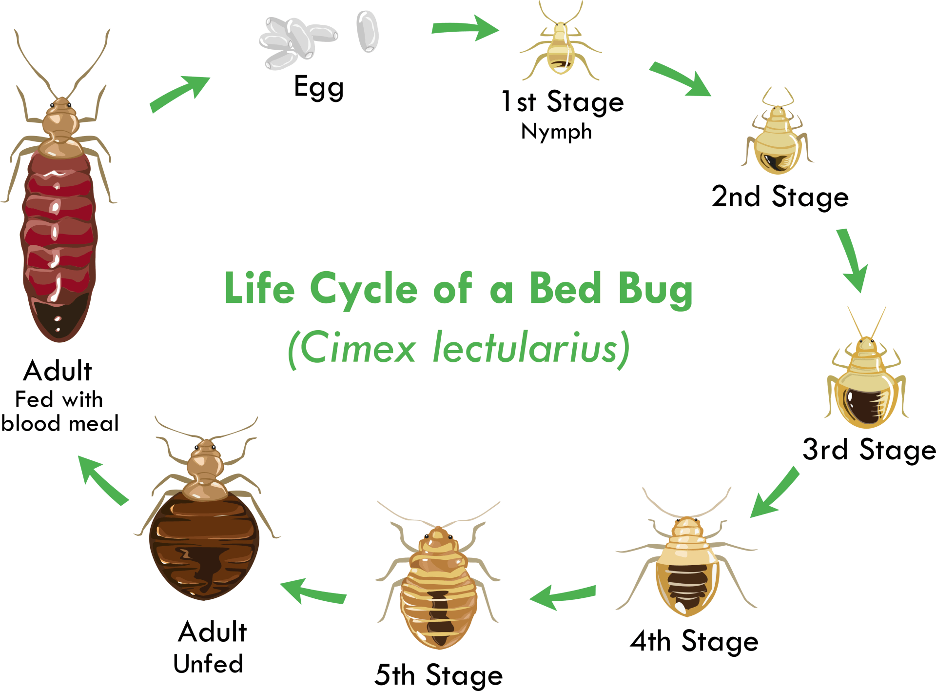 bed bug life cycle timeline