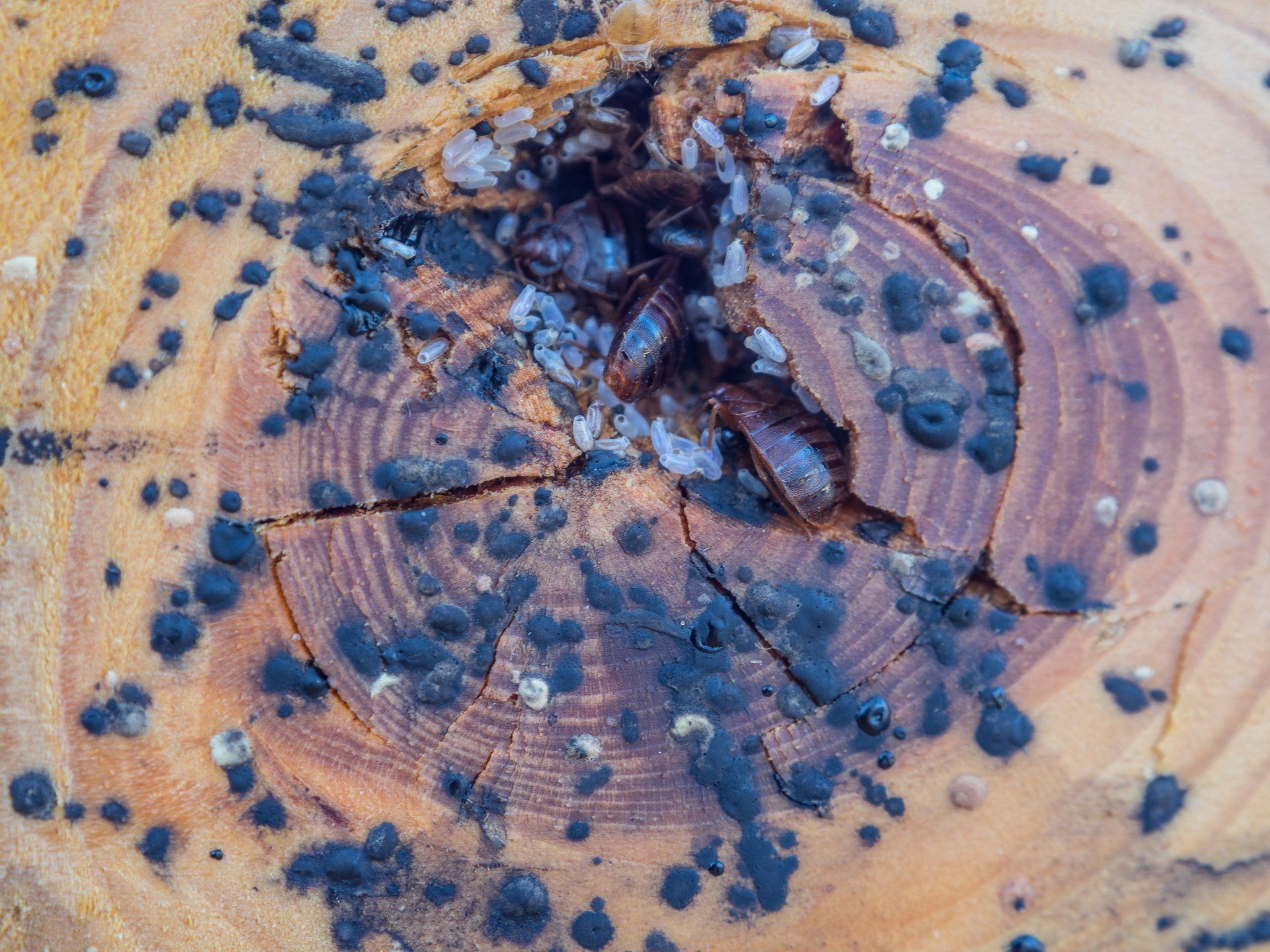 bed bug poop on mattress