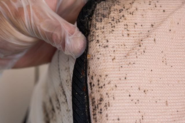 bed bug feces on mattress pad