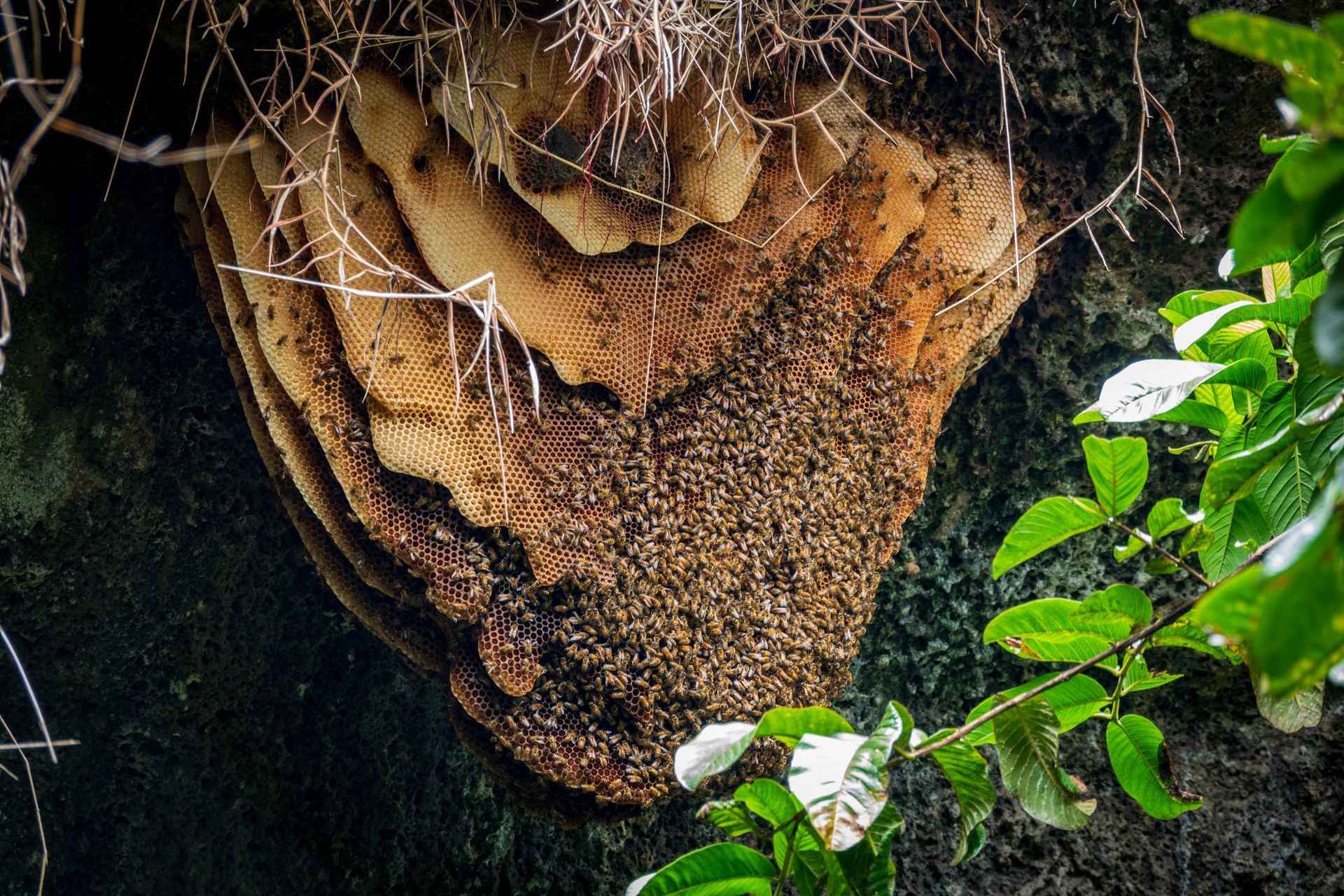 natural beehive