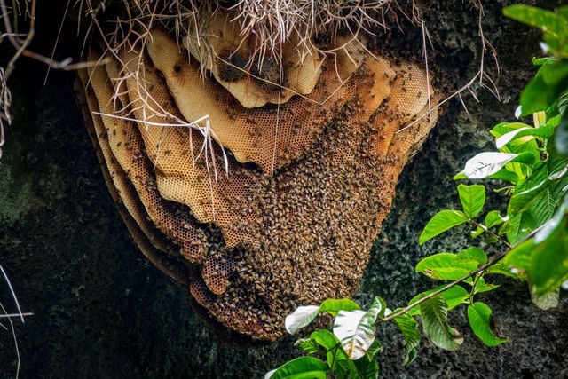 How to Get Rid of a Beehive Safely | EcoGuard