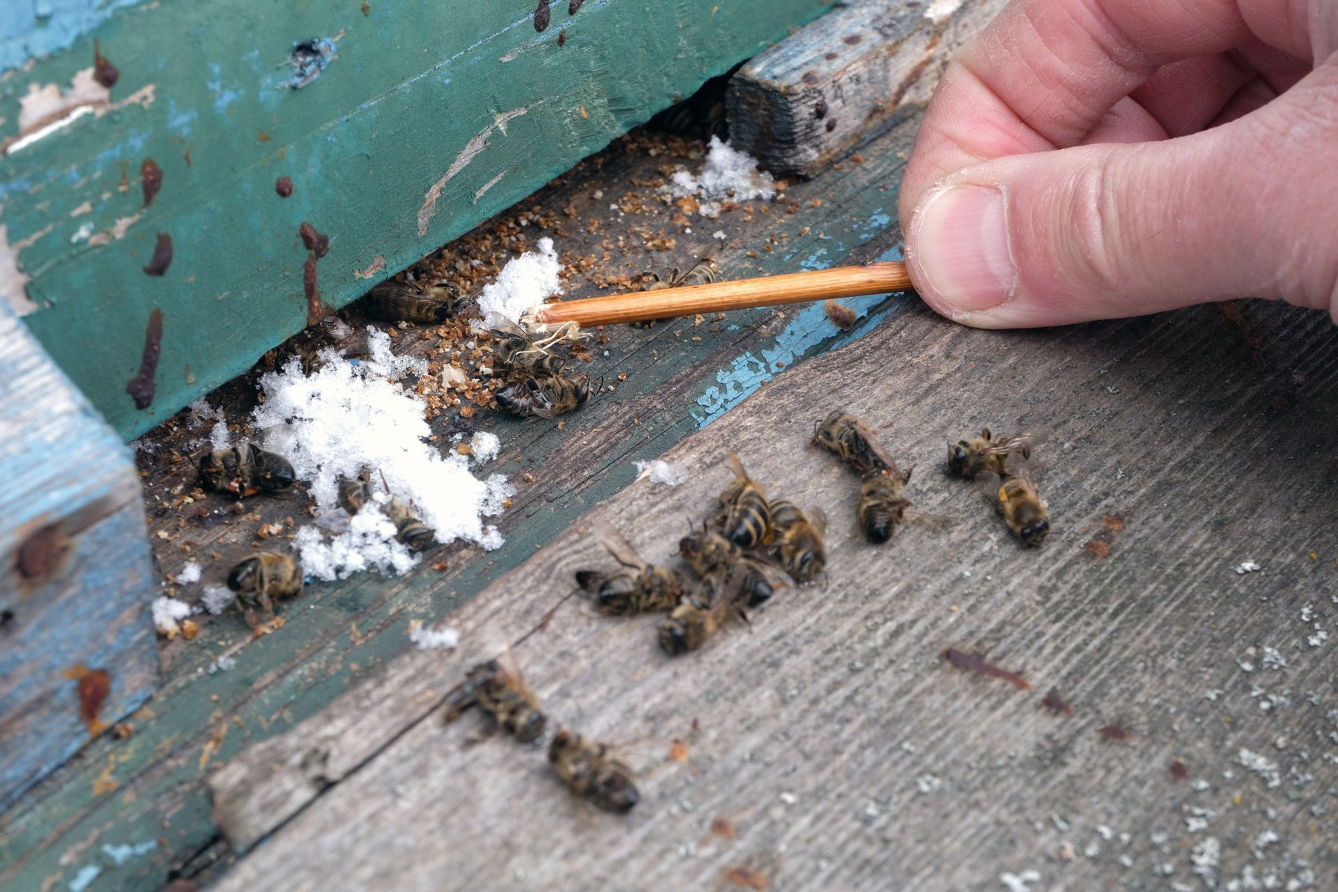 bees in winter