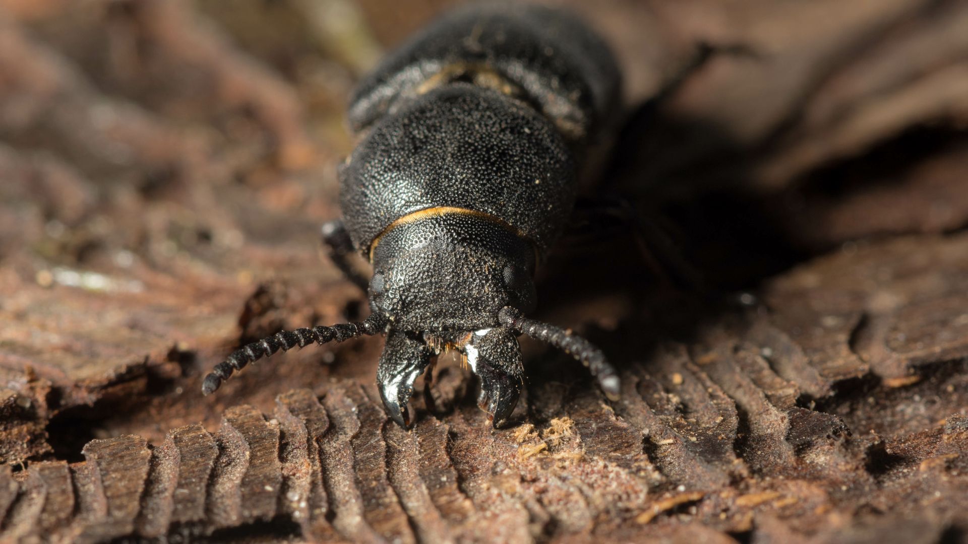 beetle diet