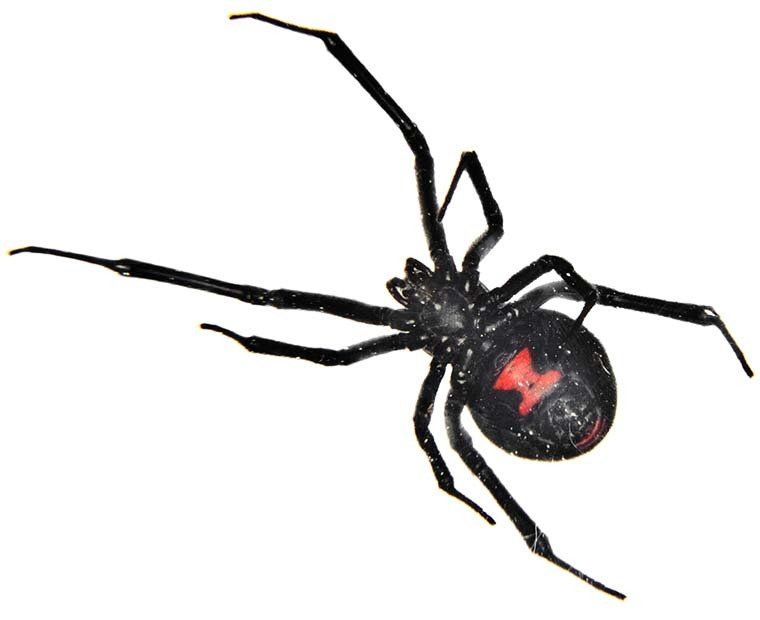 What Are Black Widows Black Widow Facts And Information
