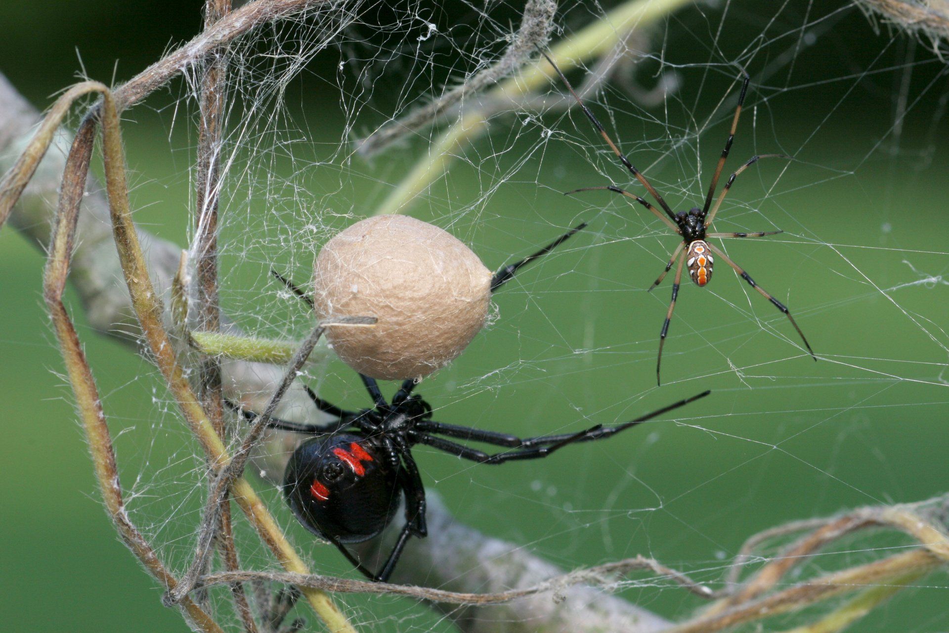 What Are Black Widows Black Widow Facts And Information