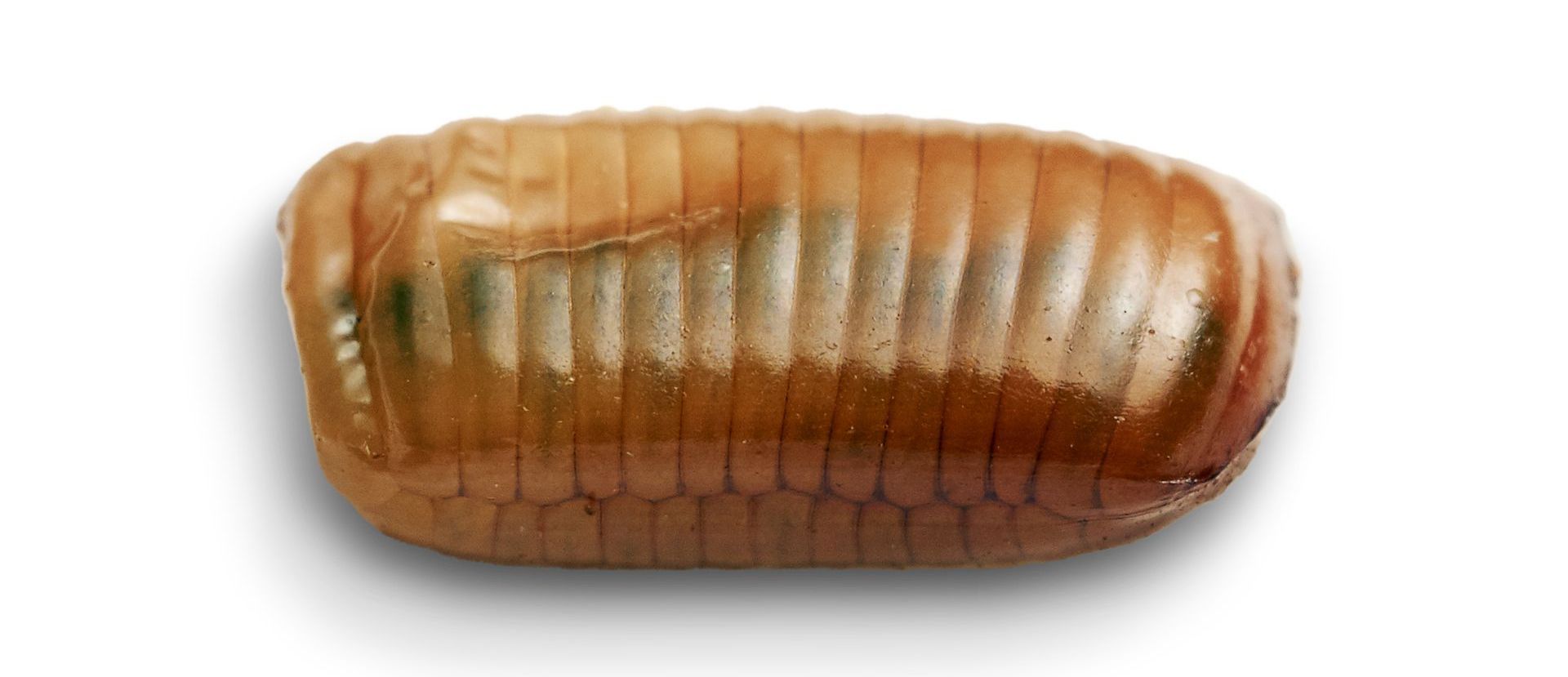 image of brown banded cockroach egg