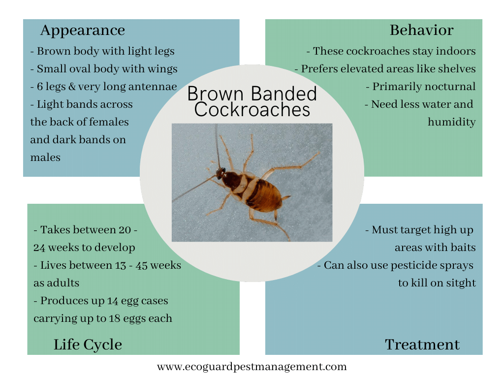 diagram that describes brown banded cockroaches