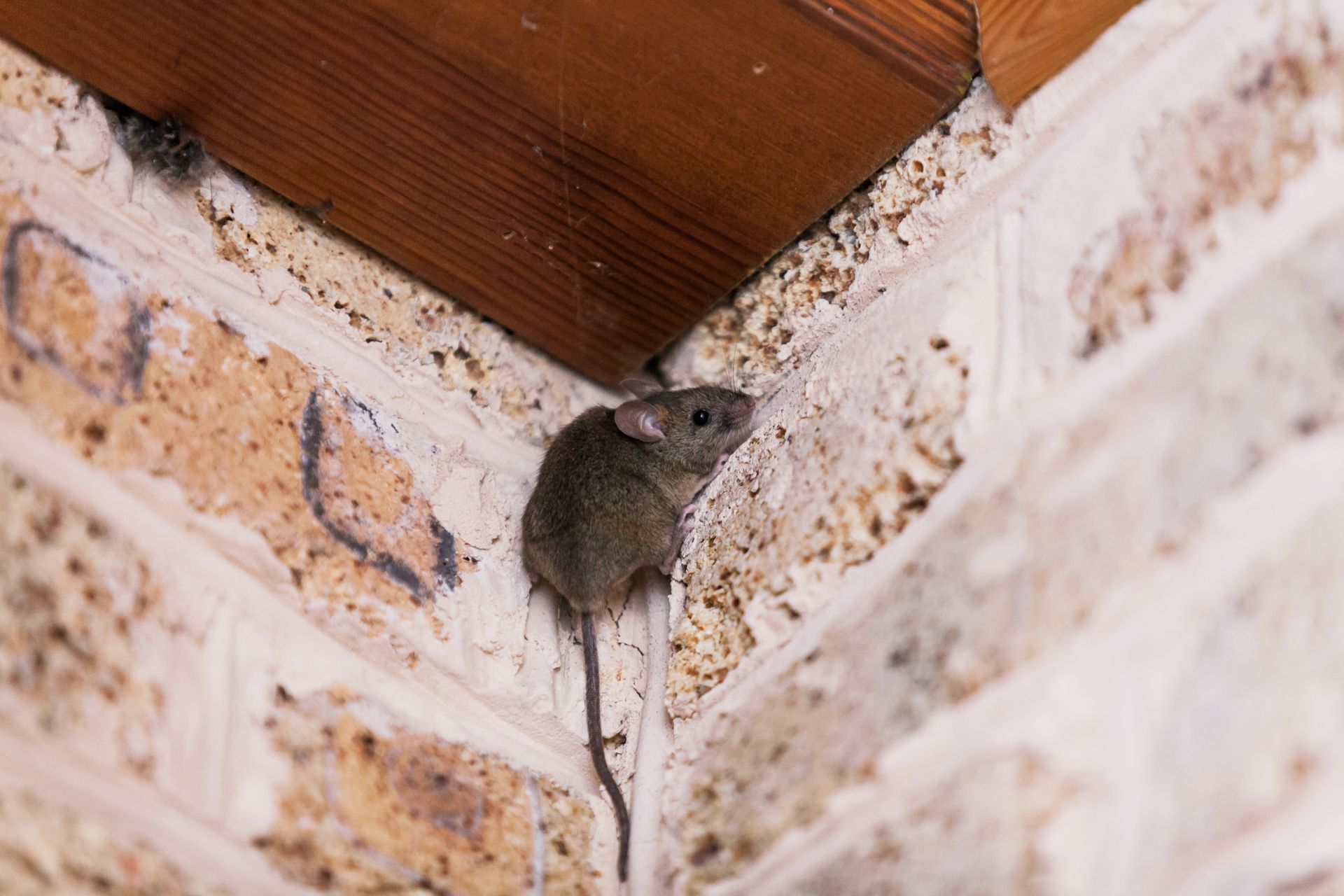 mouse-climbing