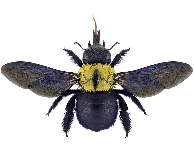 What a carpenter bee looks like