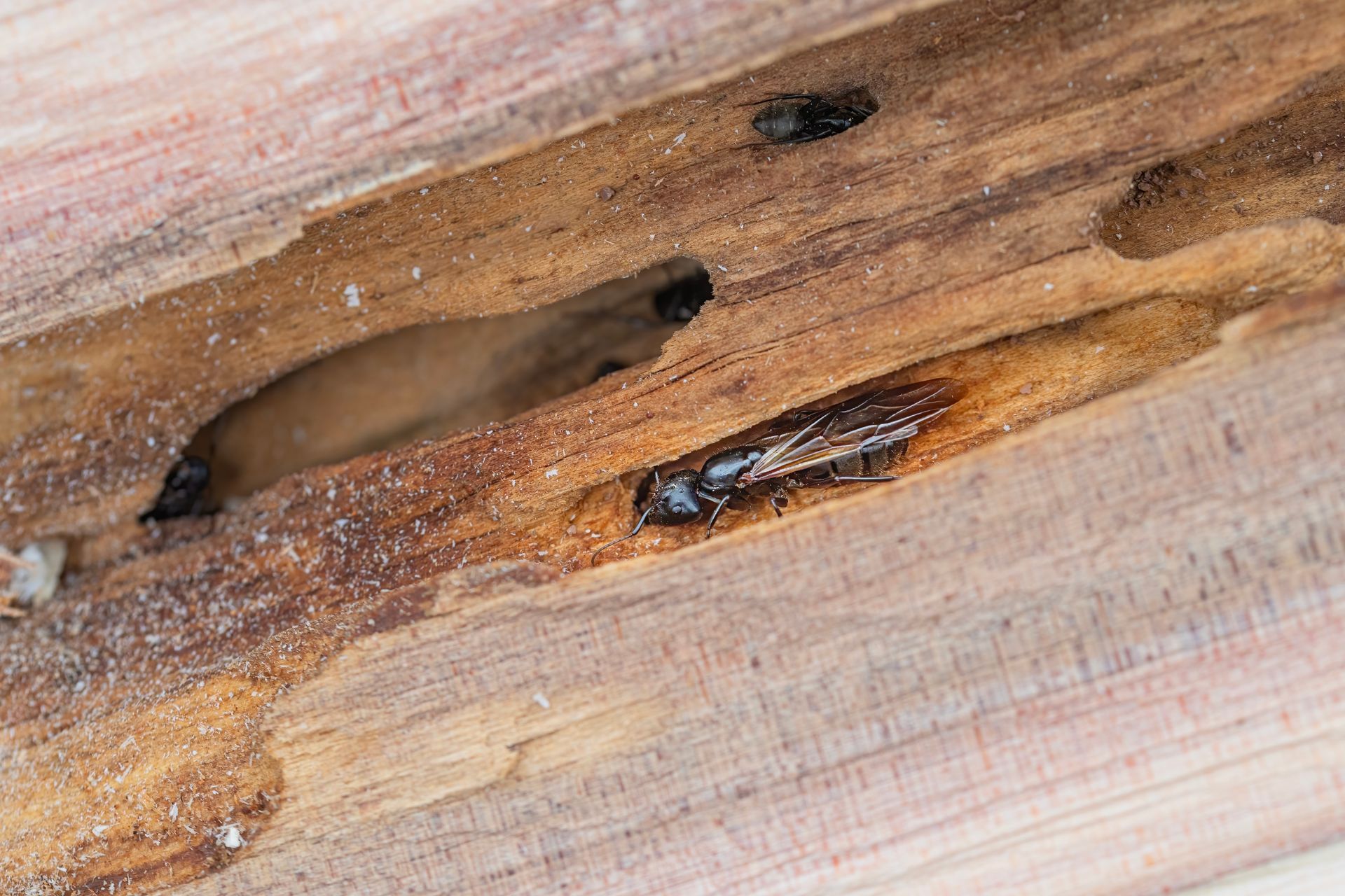 image of carpenter ant damage