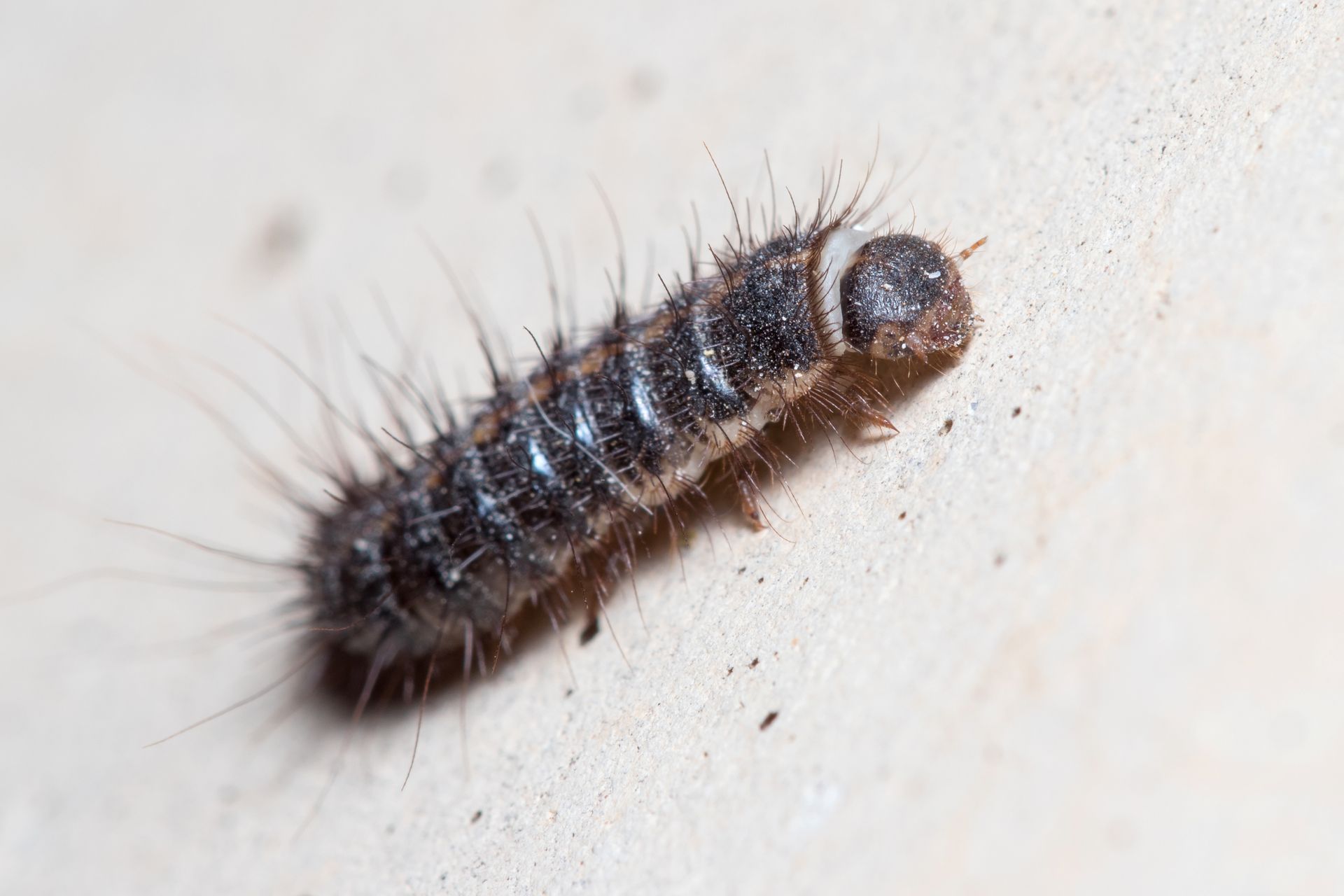 carpet beetle