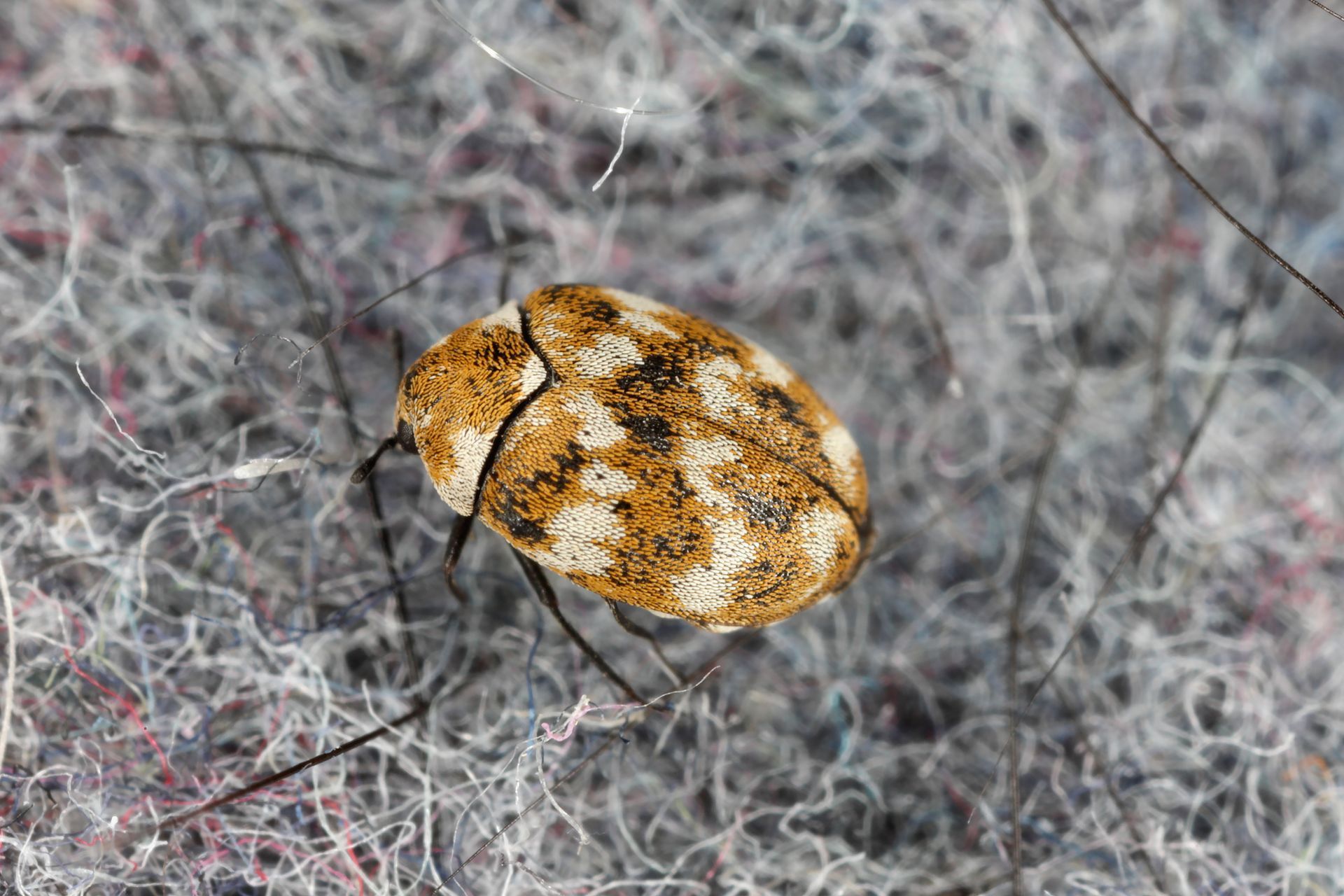 Carpet Beetles and Clothes Moths: What they are, what they eat and