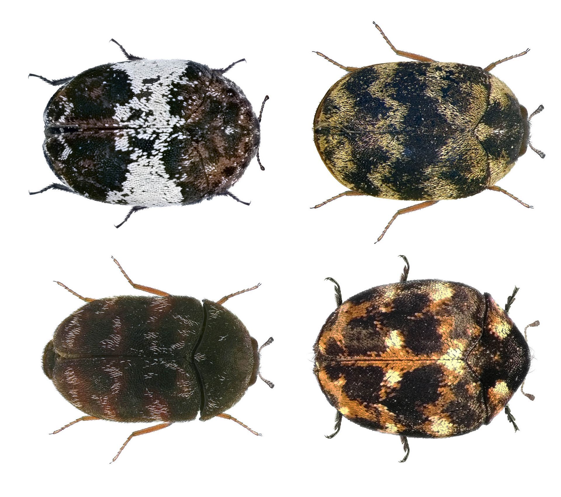 type of carpet beetles