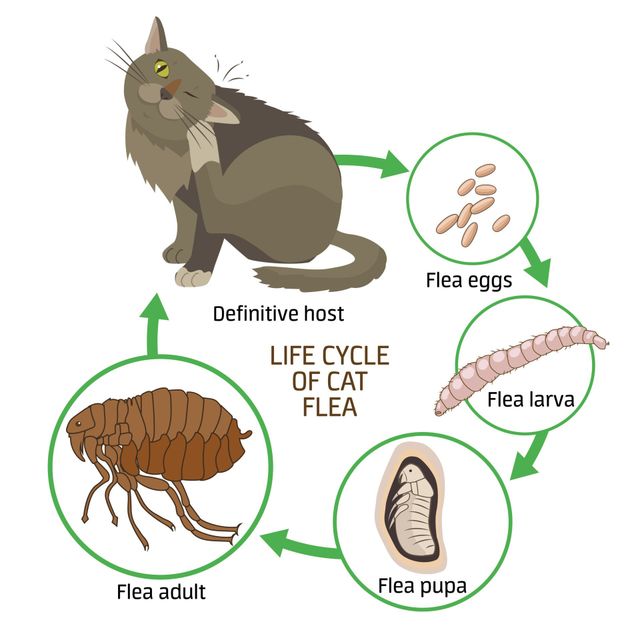 what can dog fleas do to humans