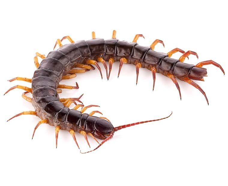 Centipede Control