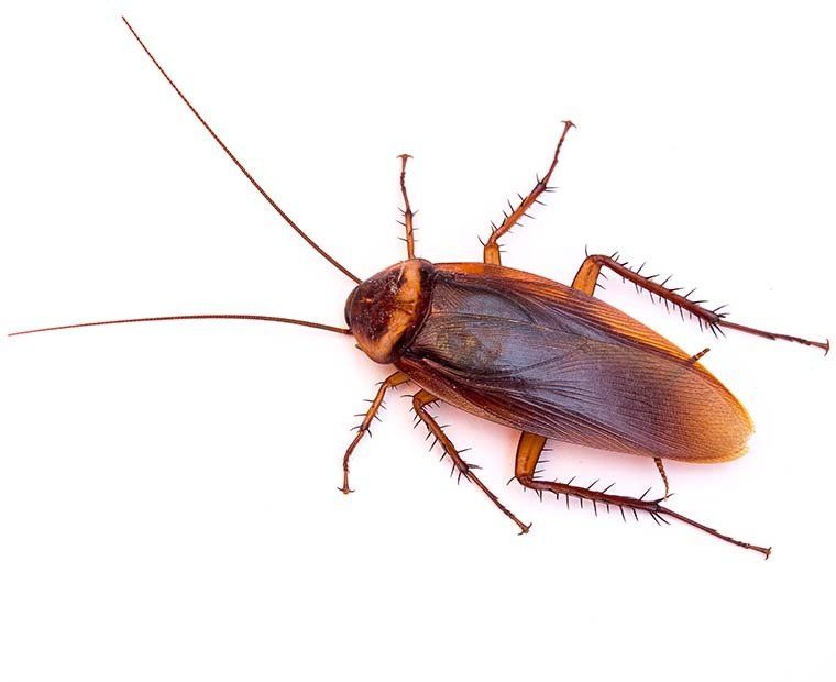 Species Of Cockroach Found Locally