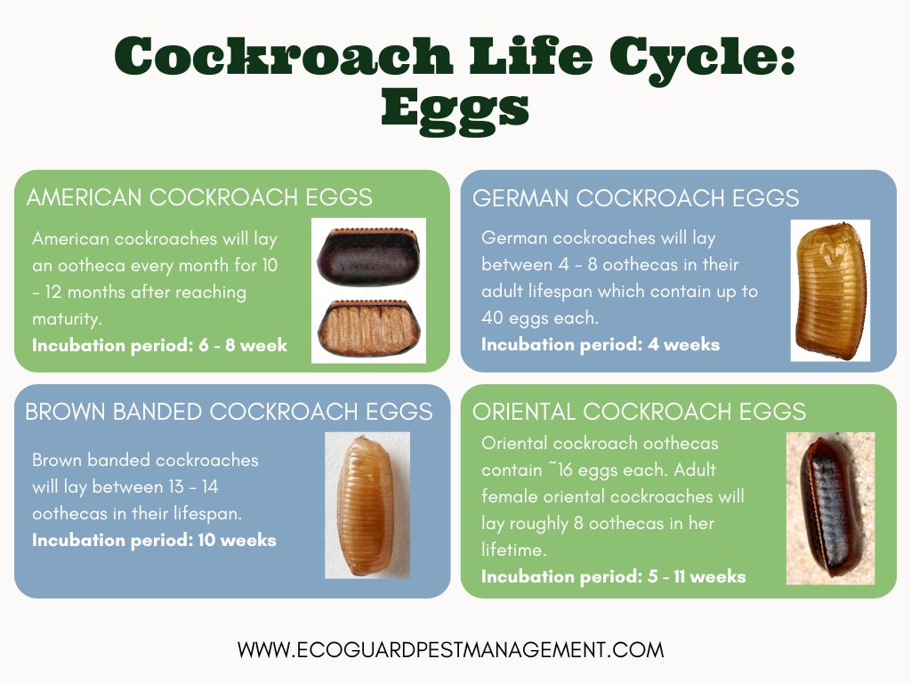 diagram that highlights the incubation period for American cockroaches, German cockroaches, brown banded cockroaches, and oriental cockroaches.