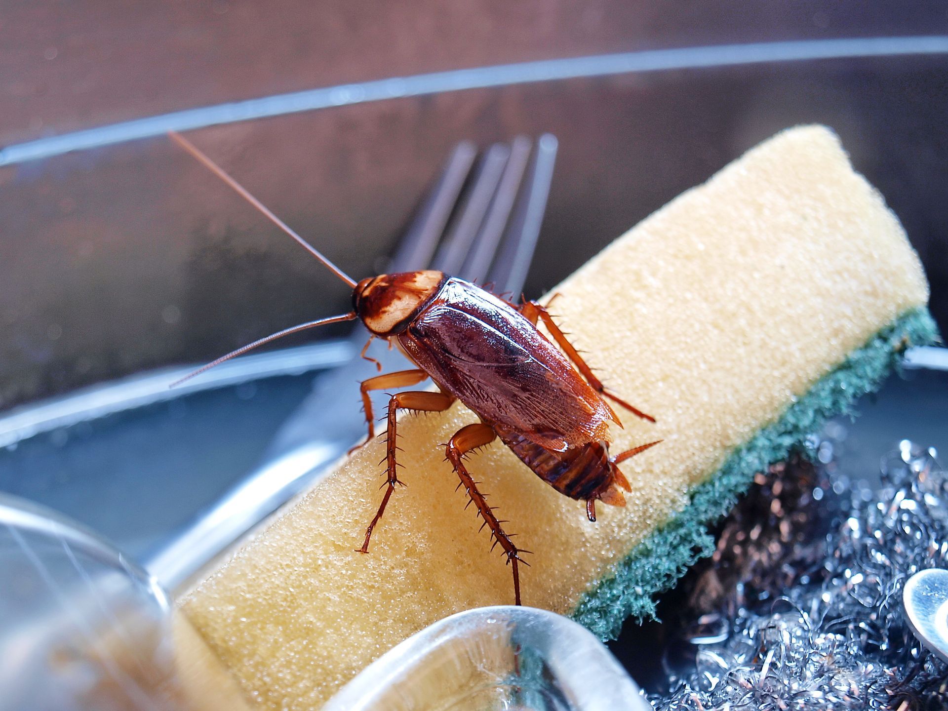 cockroach in the kitchen