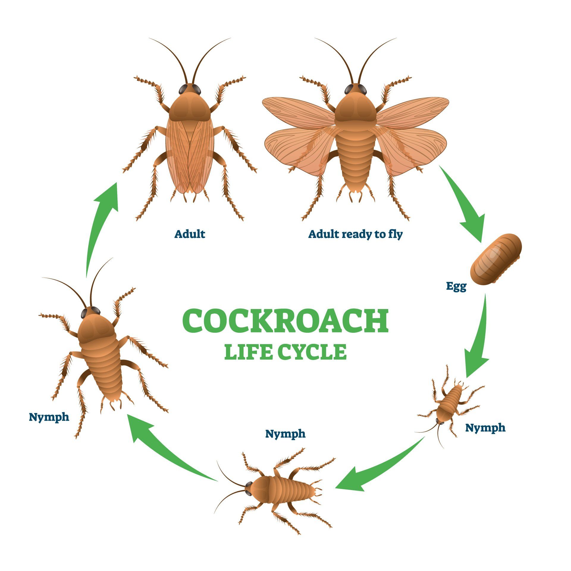 diagram that shows how cockroaches develop through the different stages of their life cycle, from cockroach eggs to cockroach nymphs to mature adults.