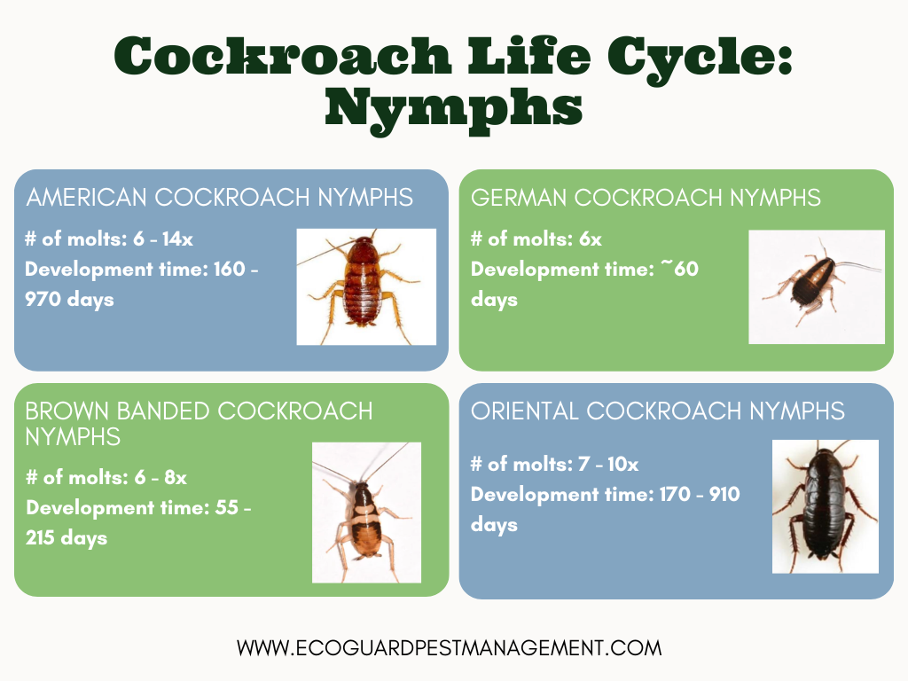 diagram that highlights the development period for American cockroach nymphs, German cockroach nymphs, brown banded cockroach nymphs, and oriental cockroach nymphs.