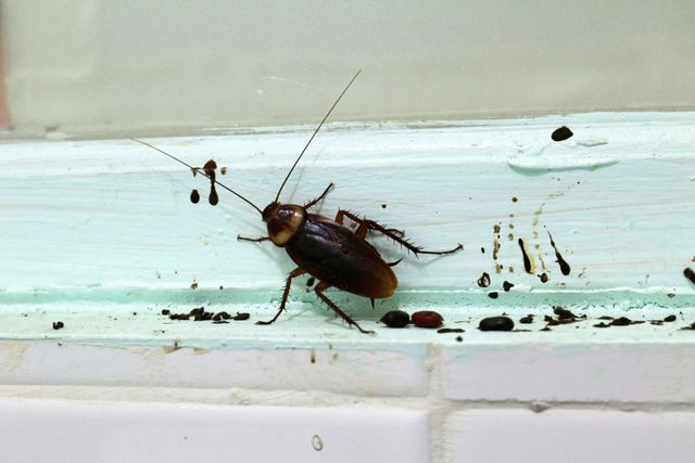 What Are Effective Cockroach Repellents?