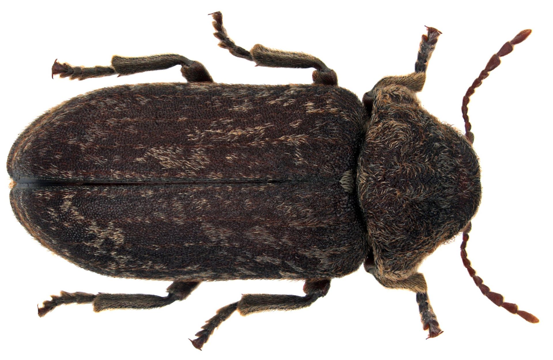 image of deathwatch beetle
