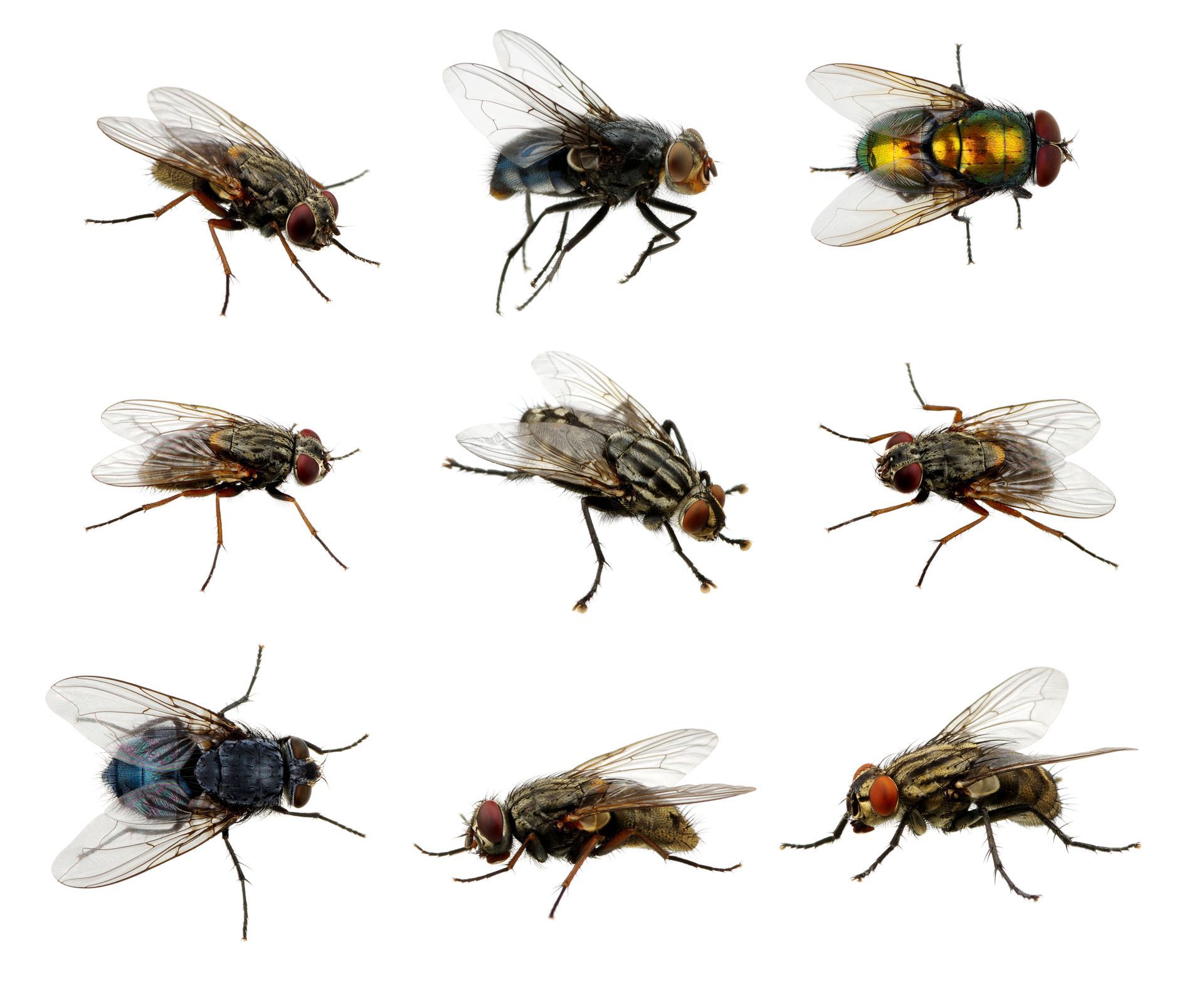 9 (Left) The compound eyes of the blue bottle fly. (Right) Each of the