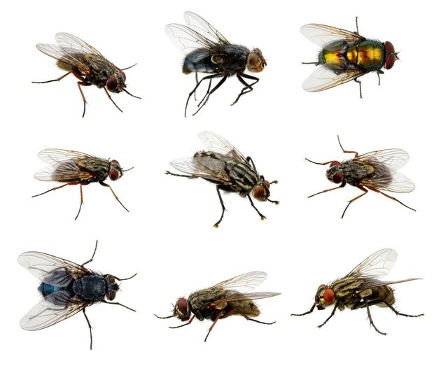 Drain Flies vs Fruit Flies: Drain Fly & Fruit Fly Differences