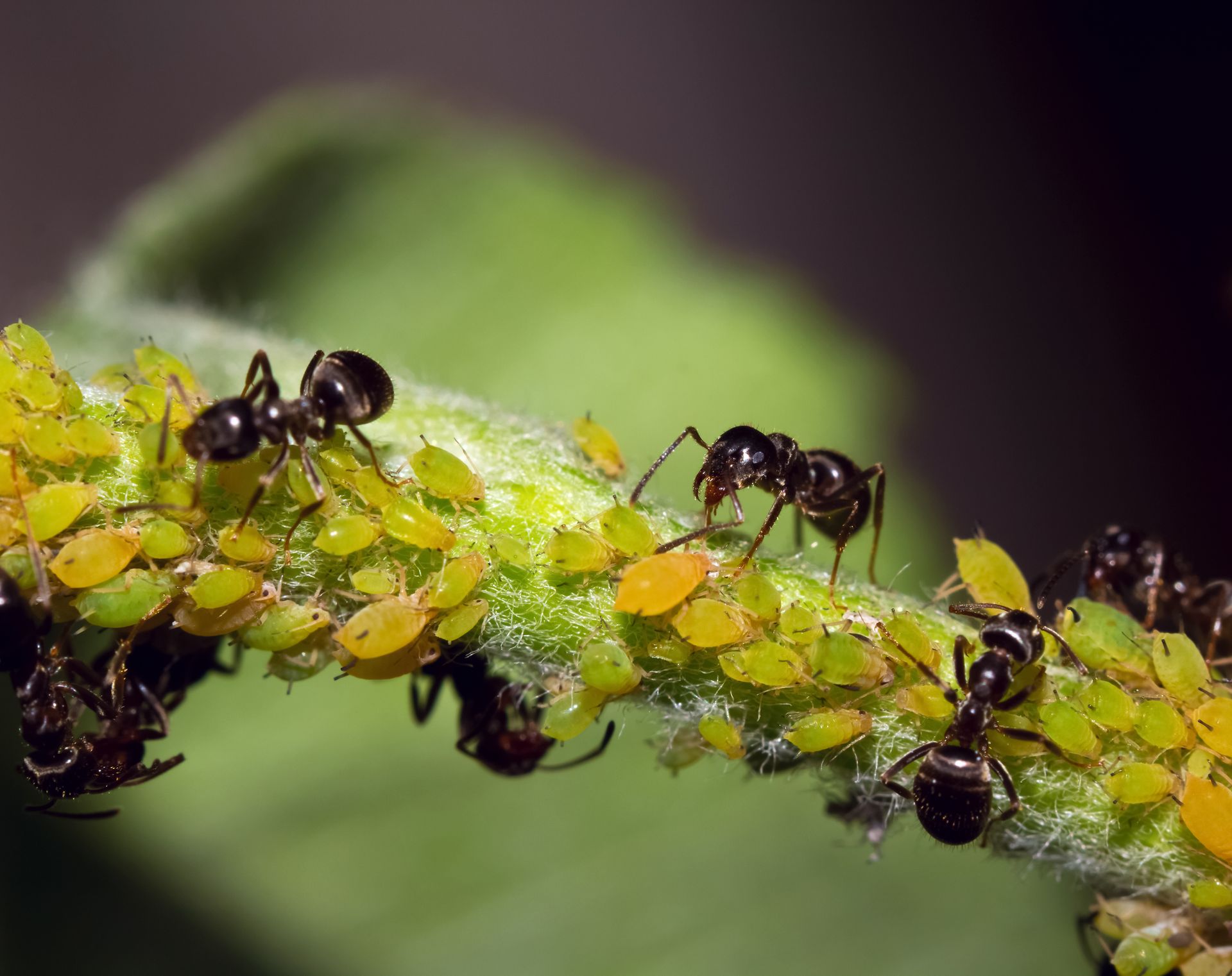 ants and aphids