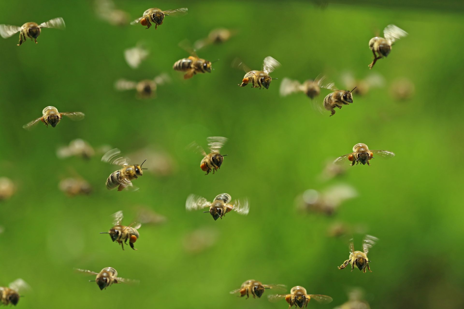 bees flying