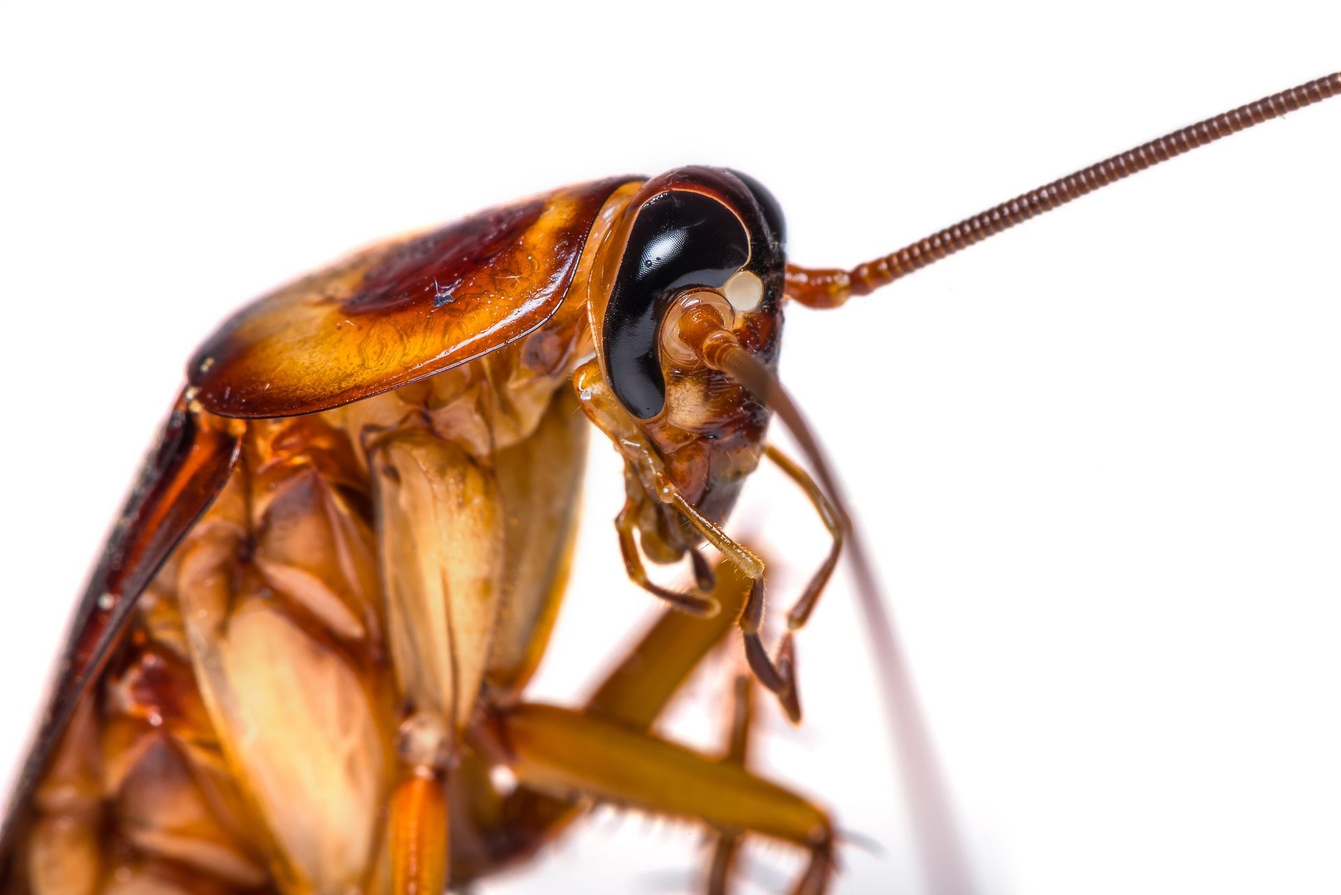 image of a cockroach mouth biting