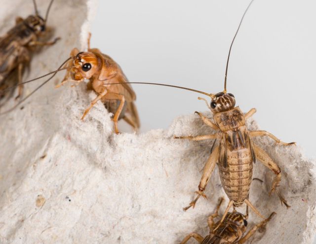 Do Crickets Bite Humans?  EcoGuard Pest Management