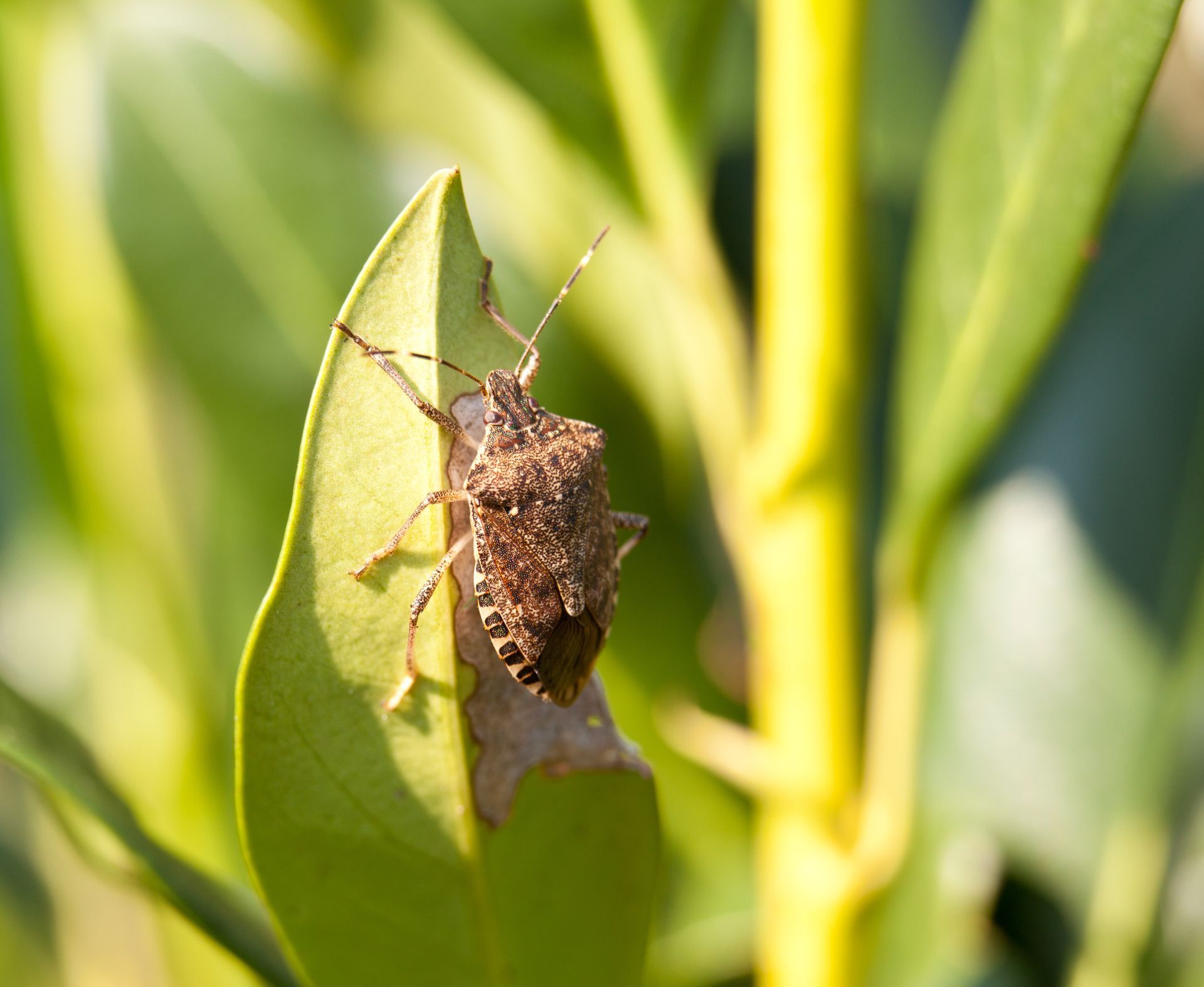 are stink bugs dangerous