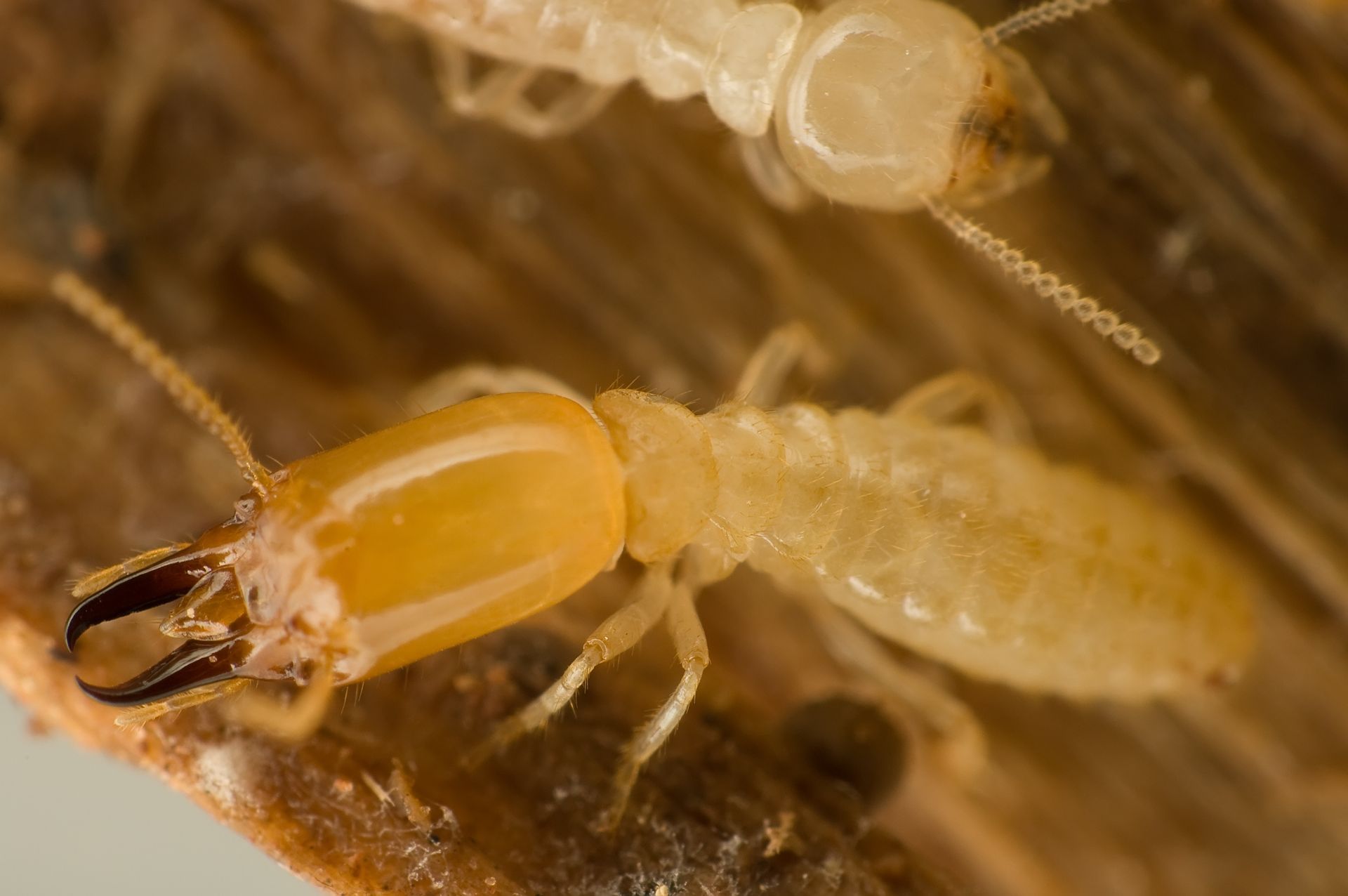 termite bites