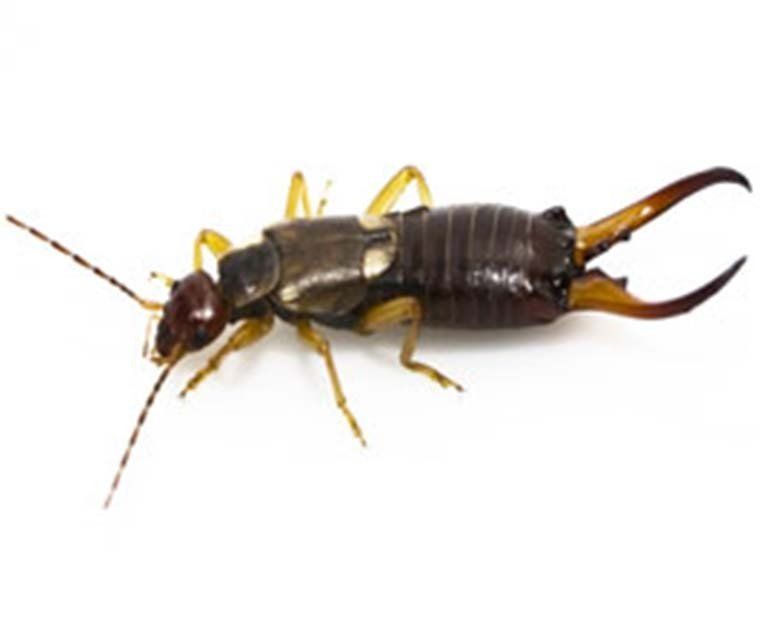 Earwig Control