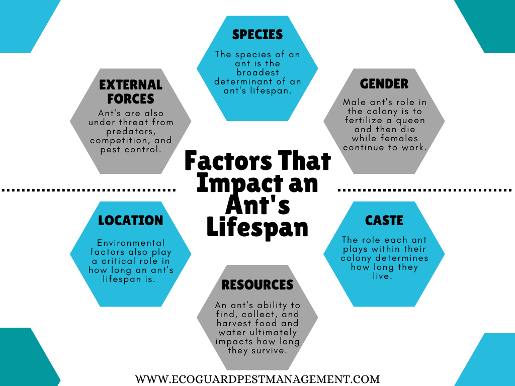 diagram that shows the different factors that have a significant impact on the lifespan of an ant.
