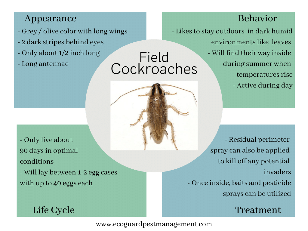 diagram that describes field cockroaches