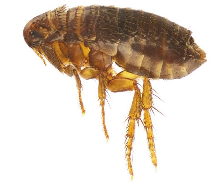 Get Rid Of Fleas In Your Home
